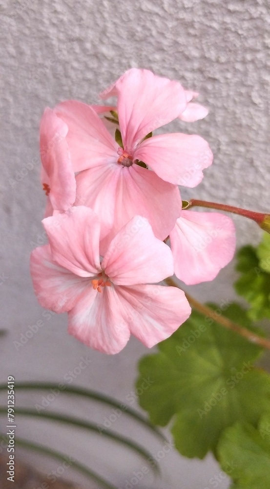 pink hibiscus flower pink hibiscus flower