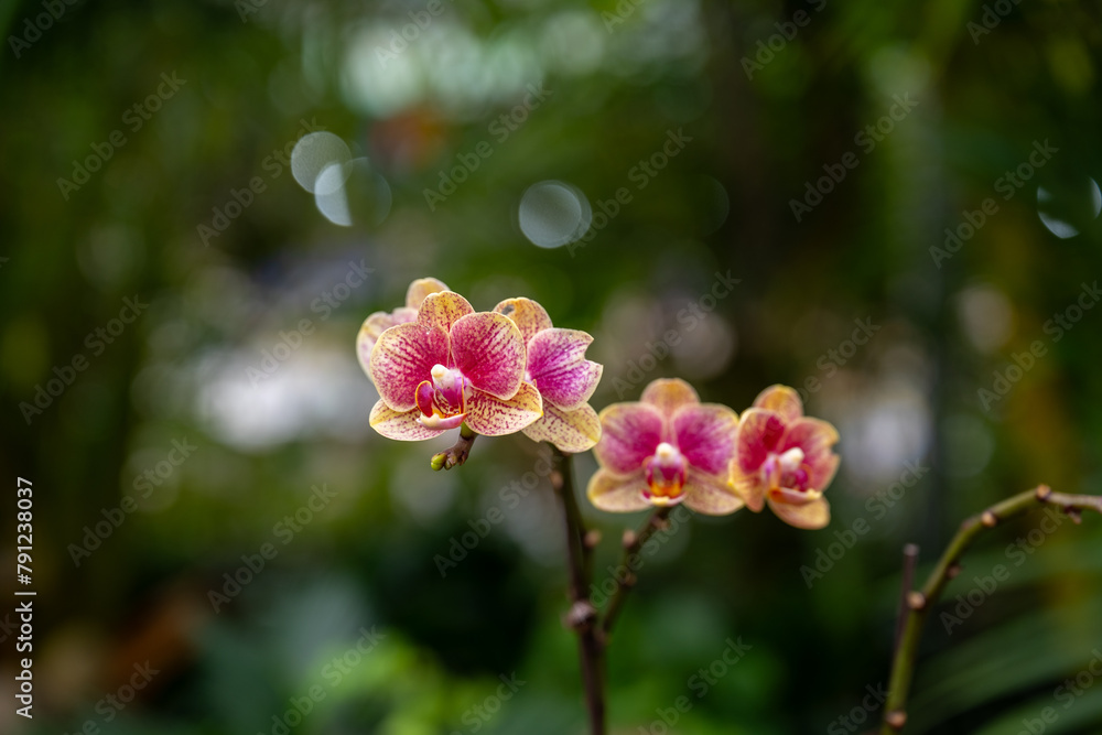 Fototapeta premium 봄의 호접란 꽃이 피어있는 클로즈업 사진