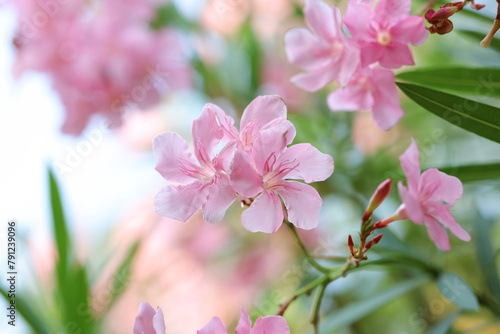 Close up of pink oleander flower. Close up image of blooming pink oleander flowers with blurry green background 