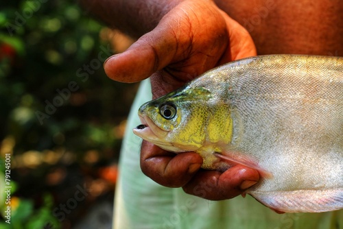 Big bronze featherback fish in hand in nice blur background HD, fali fish in hand