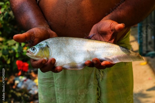 Big bronze featherback fish in hand in nice blur background HD, fali fish in hand photo