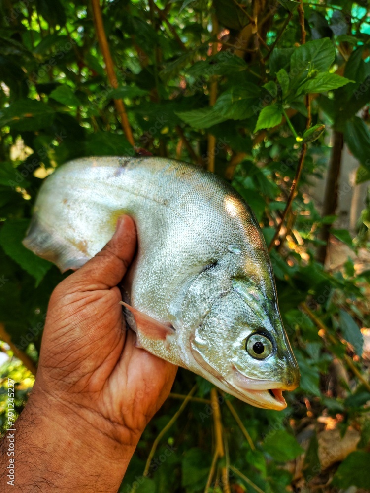 beautiful bronze featherback fali fish in hand in nice blur background