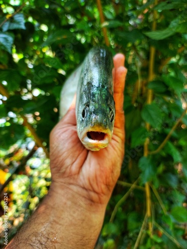 large Big bronze featherback fish in nice green blur nature background HD, fali fish in hand close up shot