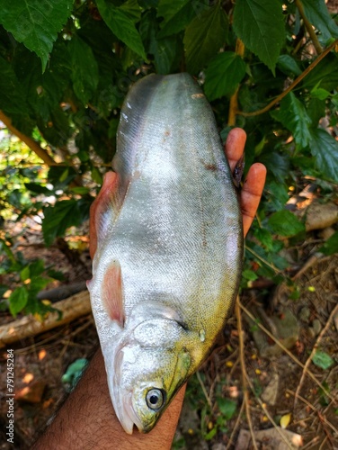 large Big bronze featherback fish in nice green blur nature background HD, fali fish in hand close up shot