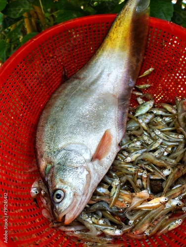 large Big bronze featherback fish in red plastic basket, fali fish in hand close up shot