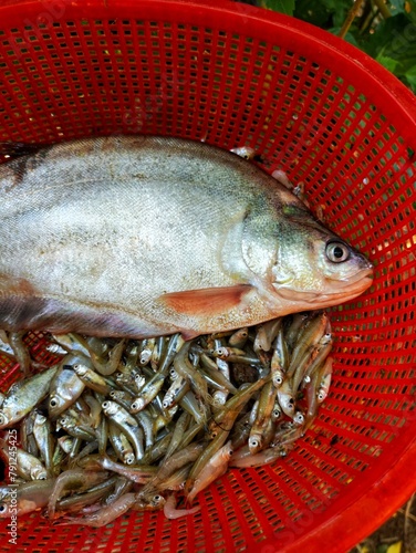 large Big bronze featherback fish in red plastic basket, fali fish in hand close up shot