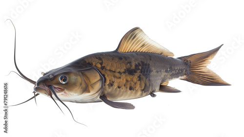 Catfish angler fish isolated on white background photo