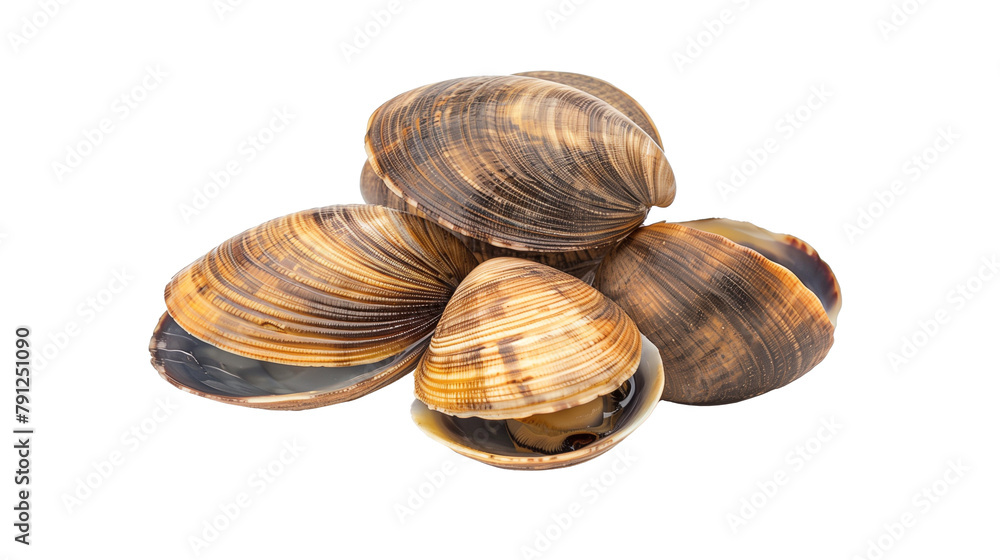 Clams, seafood isolated on white background Clams, seafood isolated on white background