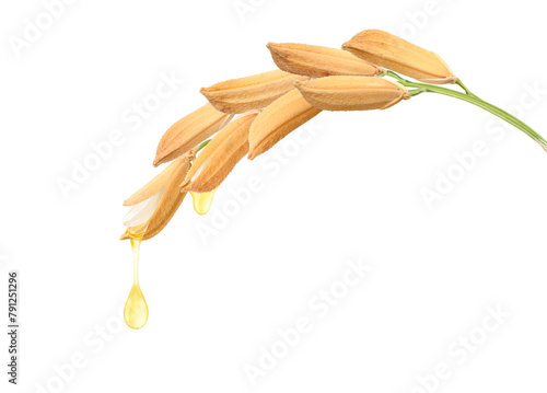 Rice bran oil dripping from rice ear isolated on white background.