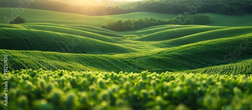 Aerial photography of green wavy agricultural field area in sunny day © MBRAMO
