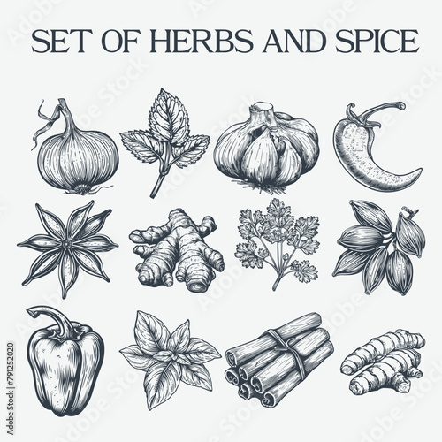 Set of herbs and spice woodcut drawing vector