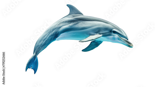 Dolphin isolated on white background © Num