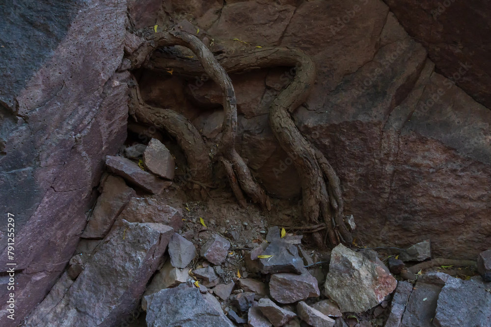 Welded tuff, massive volcanic pink rocks of Rao Jodha Desert Rock Park, Jodhpur, Rajasthan, India. Near the historic Mehrangarh Fort , park contains ecologically restored desert and land vegetation.