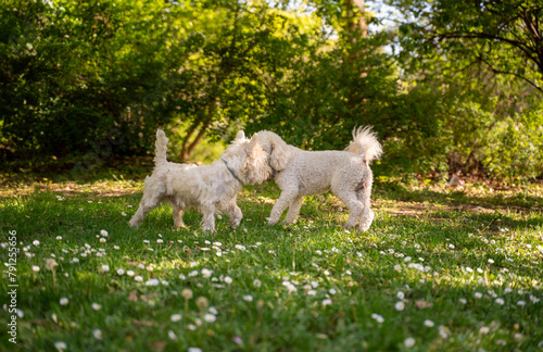 Two dogs playing together in the park, cute white Poodle and Westie terrier 