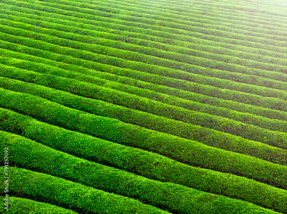 Fototapeta premium Tea Plantation in Ningbo, China
