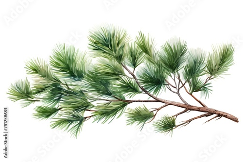 Pine tree branch. Watercolor illustration isolated on white background.