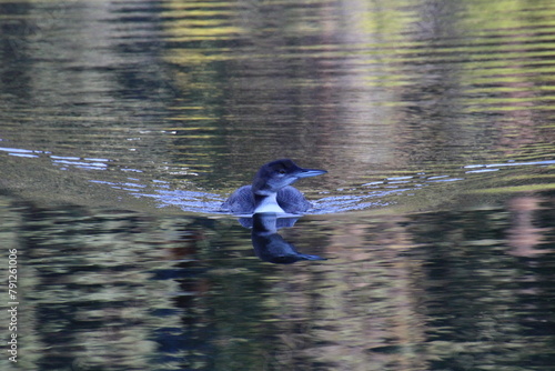 Loon On The Water