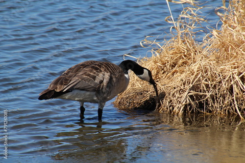 Goose Eating, Pylypow Wetlands, Edmonton, Alberta