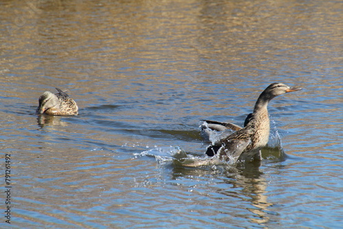 Mallards Taking Flight, Pylypow Wetlands, Edmonton, Alberta