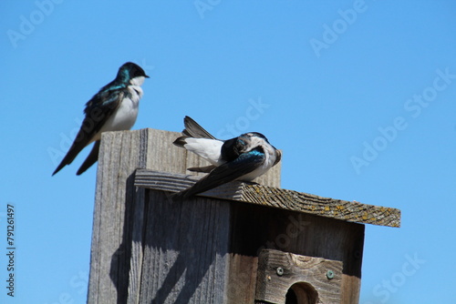 Birds On The Nesting Box, Pylypow Wetlands, Edmonton, Alberta