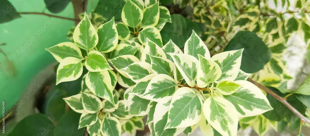 Home decorative plants Home decorative plants