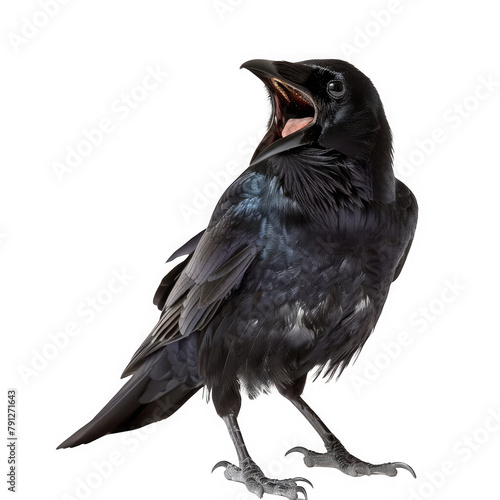 American Crow Bird Singing