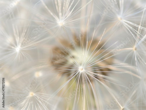 Abstract background screensaver closeup of dandelion flower and its seeds