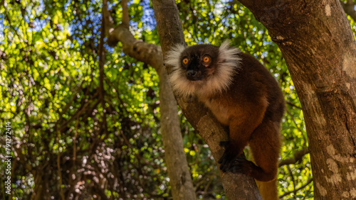 A female Eulemur macaco is sitting in a tree, staring intently. A charming lemur endemic to Madagascar with fluffy brown fur, bright orange eyes, white tufts on a head. A soft background green foliage photo