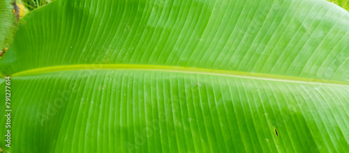 Leaf texture  leaf texture background