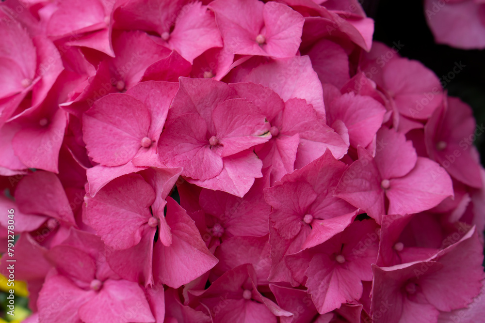 Pink hydrangea with leaves close up shot. Spring bouquet. Hydrangea Blooming. Hortensia macrophylla flower head tendet pink color with selective focus. Spring flowers. 