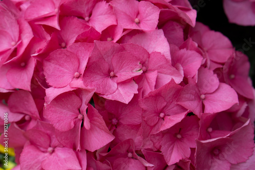Pink hydrangea with leaves close up shot. Spring bouquet. Hydrangea Blooming. Hortensia macrophylla flower head tendet pink color with selective focus. Spring flowers. 