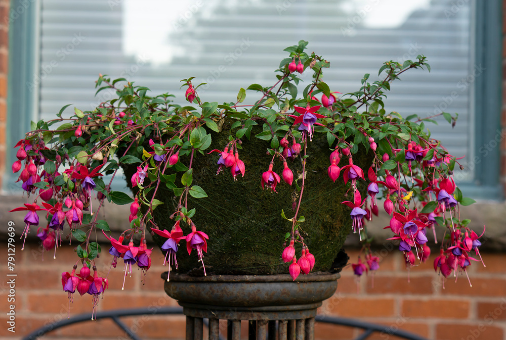Fototapeta premium Purple Fuchsia in pot. Bright purple flowers in the pot. Selective focus of Fuchsia magellanica, Red pink flower in the garden, Hummingbird fuchsia background.