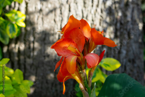 A red Canna lily growing in a garden. Canna indica. Blooming orange yellow gradient colours canna flower with green leaves background. Bright flower with selective focus and contrast shadow. 