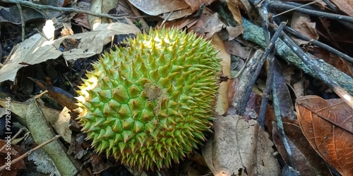 Durio zibethinuss murr or durian fruit that fell from the tree. tropical fruit that also grows a lot in Indonesia. has a characteristic odor. has the title of king of fruit photo