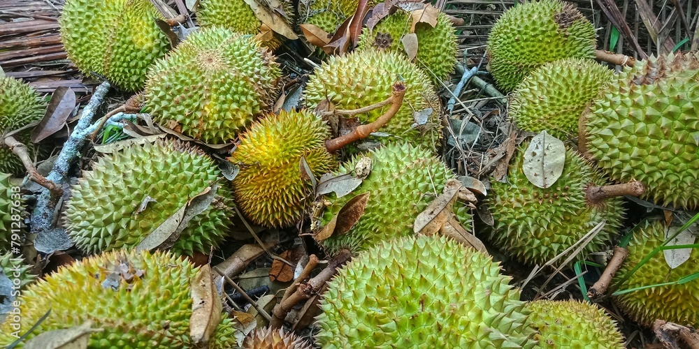 Durio zibethinuss murr or durian fruit that fell from the tree. tropical fruit that also grows a lot in Indonesia. has a characteristic odor. has the title of king of fruit Durio zibethinuss murr or durian fruit that fell from the tree. tropical fruit that also grows a lot in Indonesia. has a characteristic odor. has the title of king of fruit