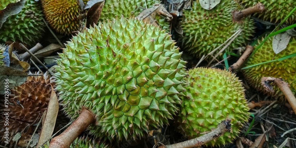 Durio zibethinuss murr or durian fruit that fell from the tree. tropical fruit that also grows a lot in Indonesia. has a characteristic odor. has the title of king of fruit Durio zibethinuss murr or durian fruit that fell from the tree. tropical fruit that also grows a lot in Indonesia. has a characteristic odor. has the title of king of fruit