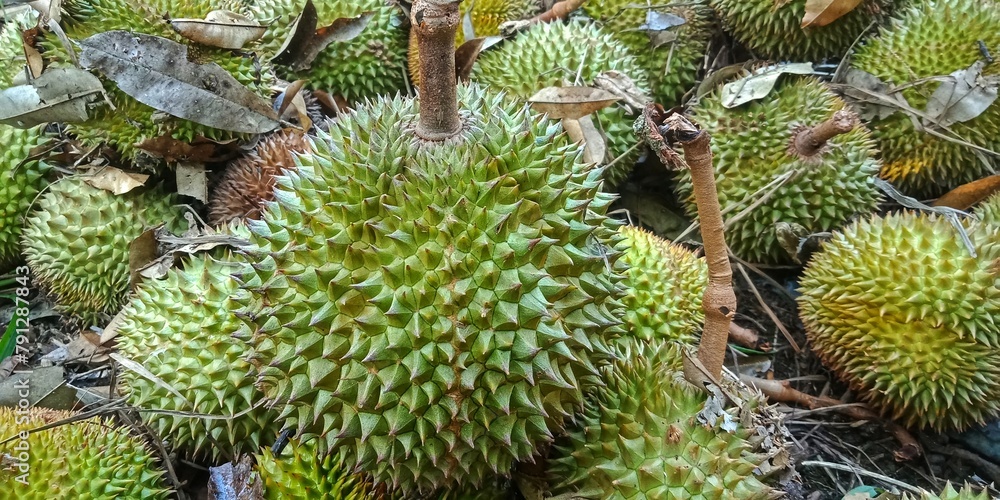 Durio zibethinuss murr or durian fruit that fell from the tree. tropical fruit that also grows a lot in Indonesia. has a characteristic odor. has the title of king of fruit Durio zibethinuss murr or durian fruit that fell from the tree. tropical fruit that also grows a lot in Indonesia. has a characteristic odor. has the title of king of fruit