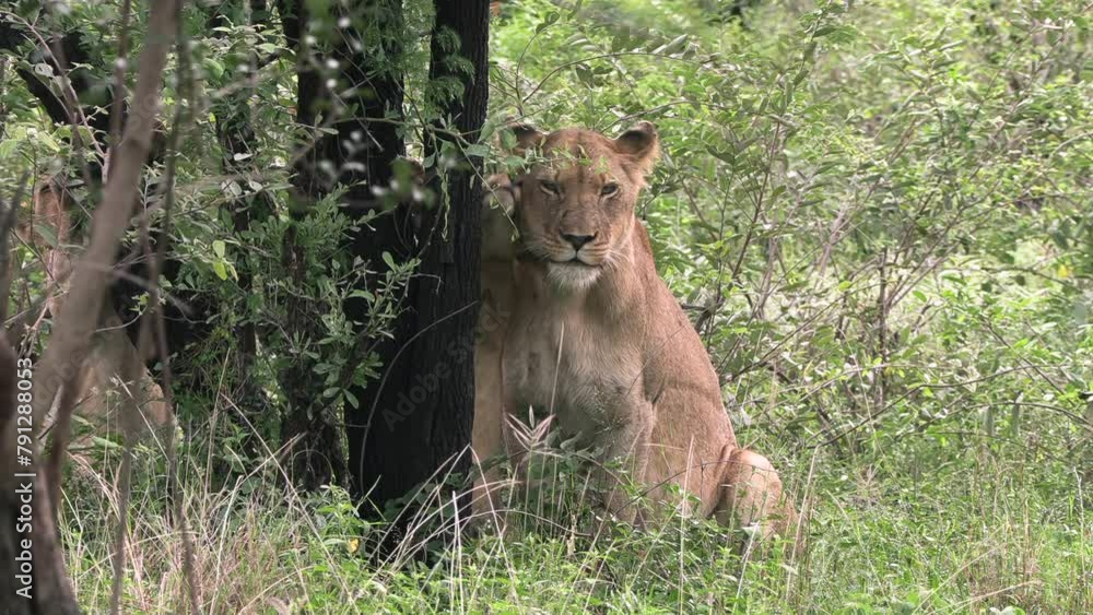 A lioness interacting with her cubs behind a tree in a game reserve. A lioness interacting with her cubs behind a tree in a game reserve.