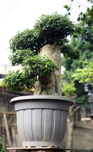 Streblus asper tree bonsai in pot. photo