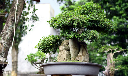 Streblus asper tree bonsai in pot. photo