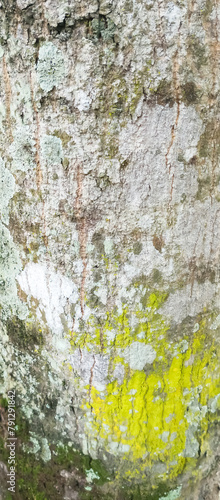 Tree bark texture © Dwi