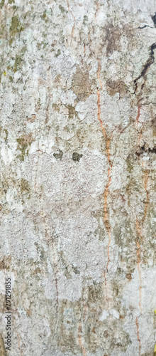 Tree bark texture