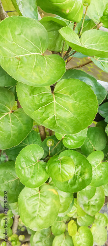 Leaf texture, leaf texture background