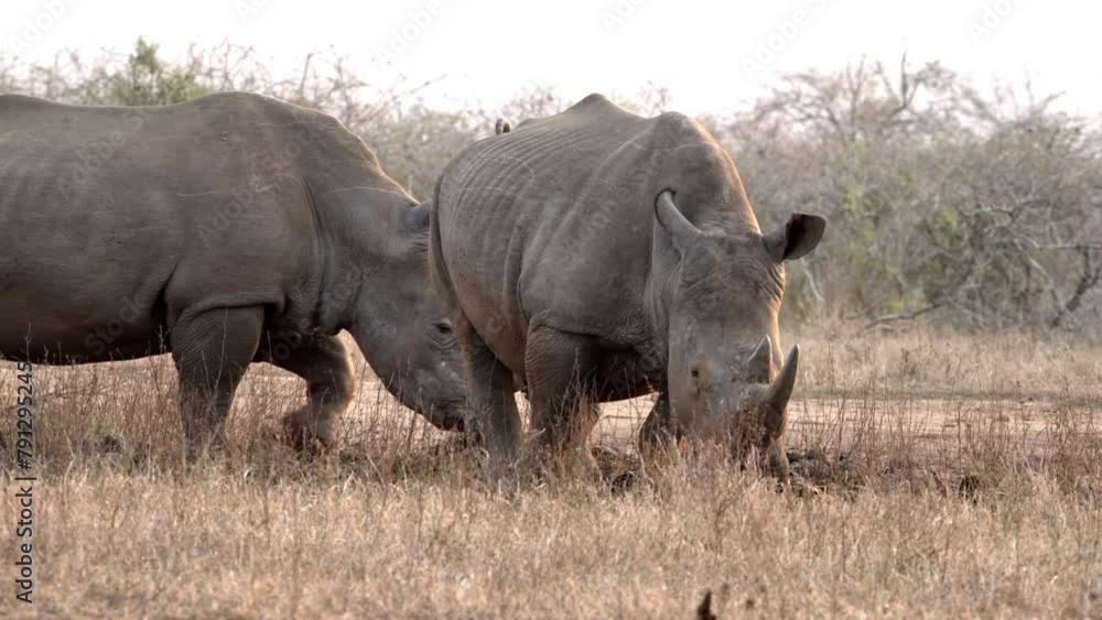 A white male rhino drops dung at a midden in the dry African bush.