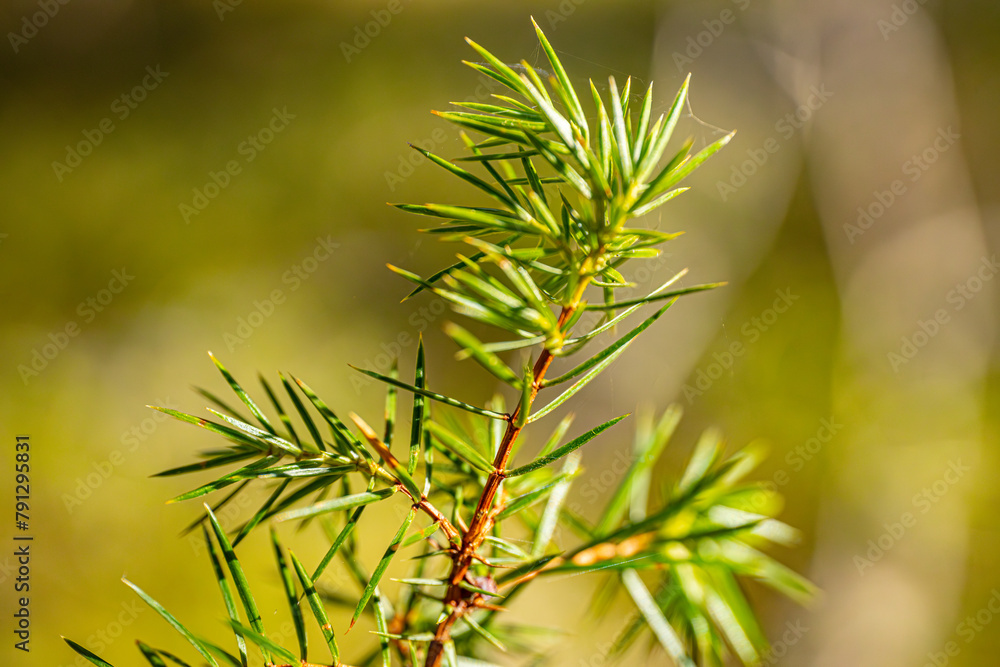 Juniper buds green needle blooms in the sunset rays. Swedish juniper Juniper buds green needle blooms in the sunset rays. Swedish juniper