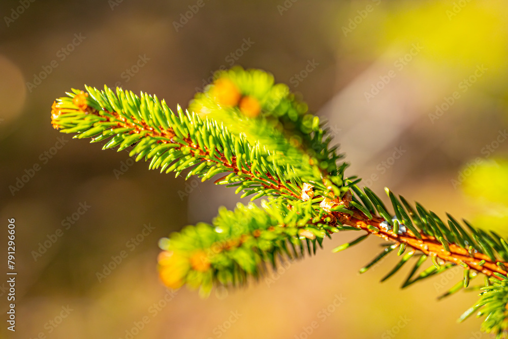 Spruce bud green needle blooms in the rays of the sunset Spruce bud green needle blooms in the rays of the sunset
