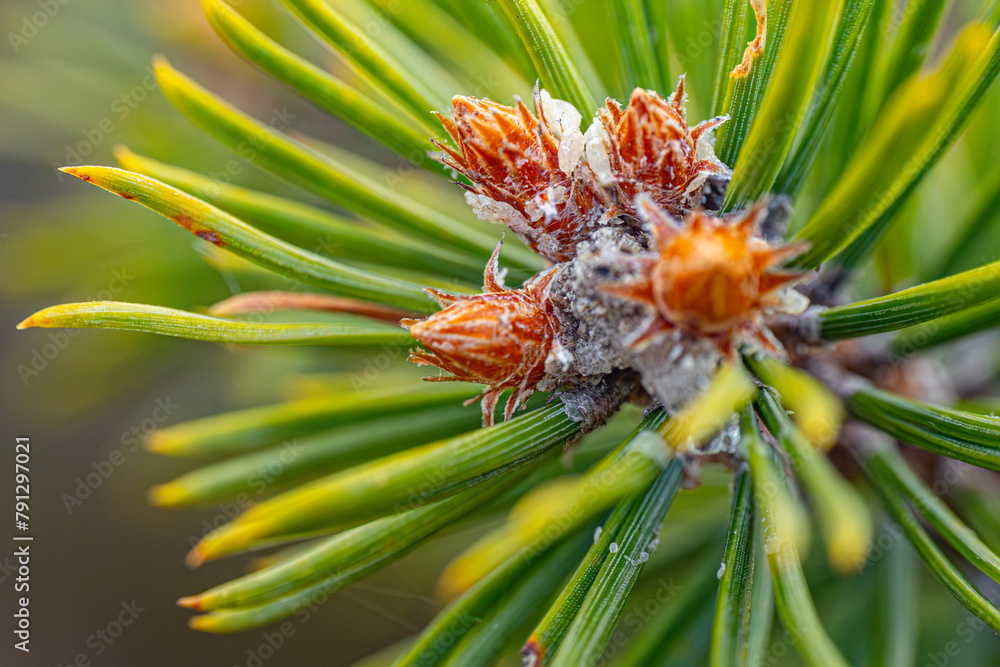 Fototapeta premium Pine bud green needle blooms in the sunset rays