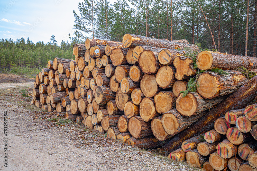 Cutting a pine forest, a pile of trees on the side of the road Cutting a pine forest, a pile of trees on the side of the road