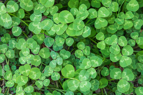 A three-leaf clover whose flower language means happiness. shamrock, Trifolium repens photo