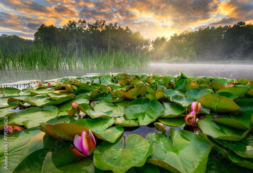 Beautiful summer sunrise with water lily flowers in the lake